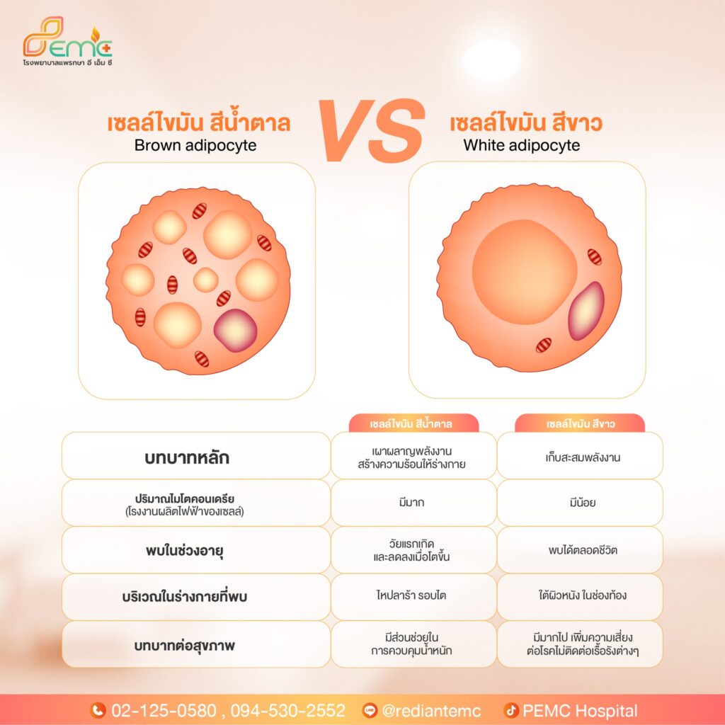 เซลล์ไขมัน