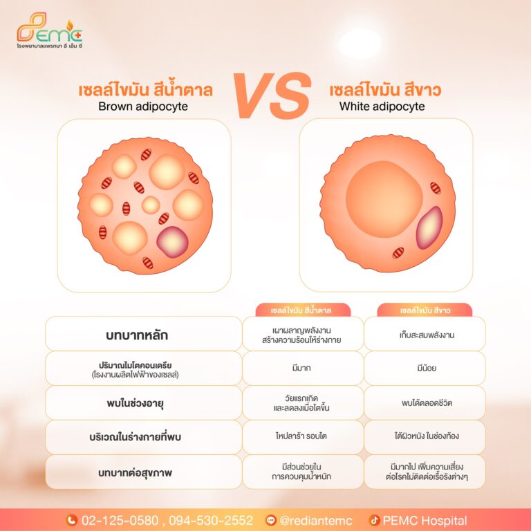 เซลล์ไขมัน